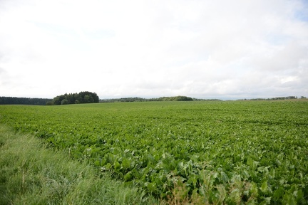 DSC 5275