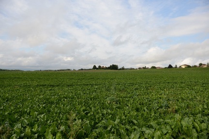 DSC 5277